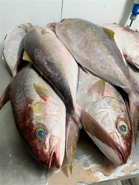 Fresh Greater Amberjack (Atlantic), Seriola dumerili - Yokota USA ...