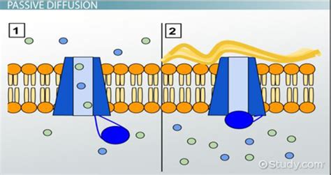 Concentration Gradient: Definition & Example - Video & Lesson Transcript | Study.com