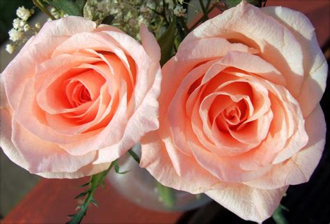 2 peach roses Free Photo Download | FreeImages