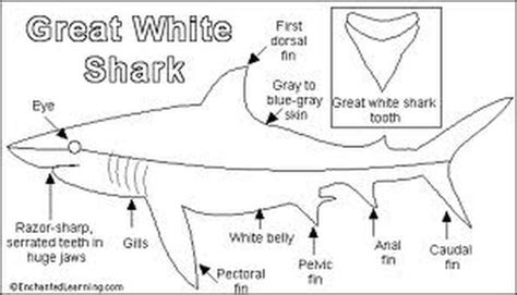 Anatomy diagram - Great White Shark