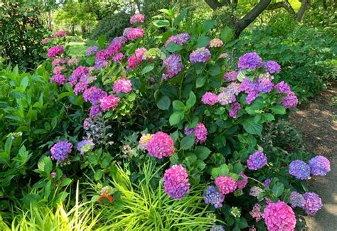 14 Best Shade Tolerant Flowering Shrubs for A Not So Sunny Garden