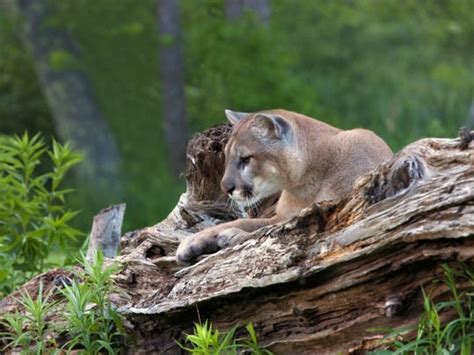 Through Golden Eyes: Mountain lion report in Tennessee sparks concern