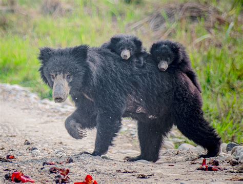 Habitat occupancy of sloth bear Melursus ursinus in Chitwan National ...