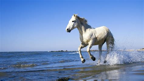 Arabian Horse Background Wallpapers 07560 - Baltana