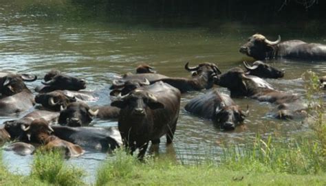 Water Buffalo Farming A Gold Mine For Greece - XpatAthens.com