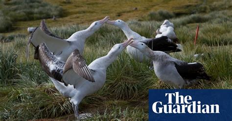 Wildlife on South Georgia's Bird Island – in pictures | Environment | The Guardian