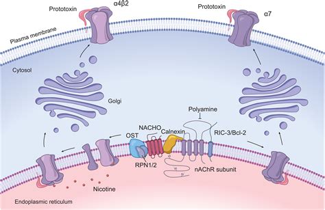 Nicotinic Acetylcholine Receptor