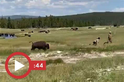 Woman plays dead to avoid bison attack at Yellowstone: video