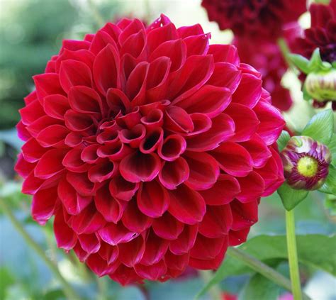 Flower Homes: Dahlia Flowers