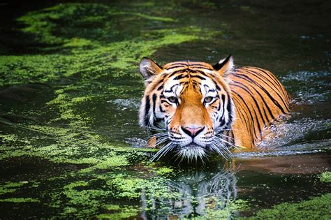 THE ROYAL BENGAL TIGER || BIG CAT OF MANGROVE FOREST IN BANGLADESH ...