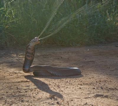 planetanimalzone: Mozambique Spitting Cobra Very Dangerous