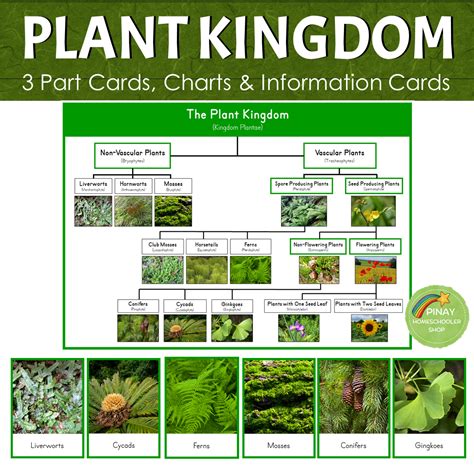 Montessori Plant Kingdom Chart Plant Study Plants Chart - Riset