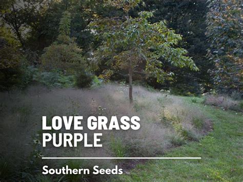 Love Grass, Purple 50 Seeds Ornamental Grass Beautiful Purple Plumes ...