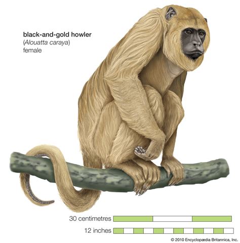 Howler monkey | Definition, Size, Diet, Habitat, & Facts | Britannica