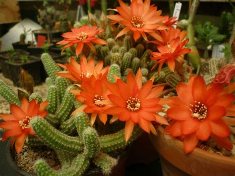 Echinopsis chamaecereus (Peanut Cactus) - World of Succulents