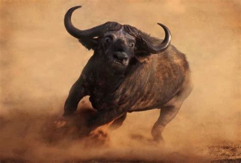 3280-21 | African animals, African buffalo, Animals wild