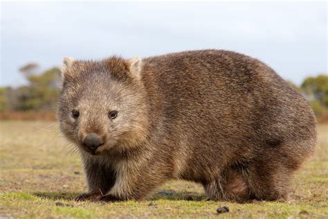 Meet the wombat, another Australian marsupial - Global Medical Staffing Blog