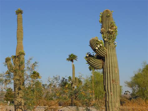 Saguaro Cactus Arizona Green · Free photo on Pixabay