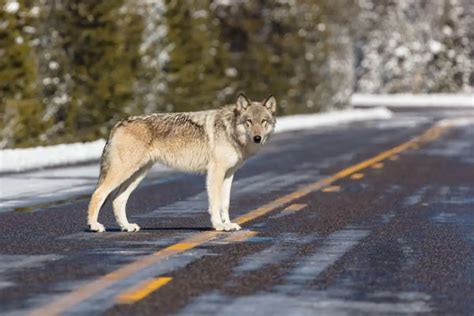 Comprehensive Guide to Wolves in Banff (All You Need to Know) – Park ...