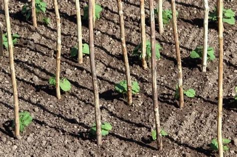 How Far Apart To Plant Pole Beans - Grower Today