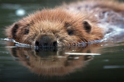 Download Reflection Water Animal Beaver HD Wallpaper