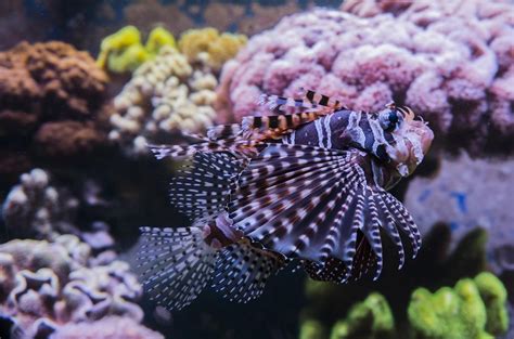 Keeping Lionfish in the Home Aquarium - RateMyFishTank.com