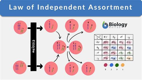 Law of Independent Assortment Definition and Examples - Biology Online ...