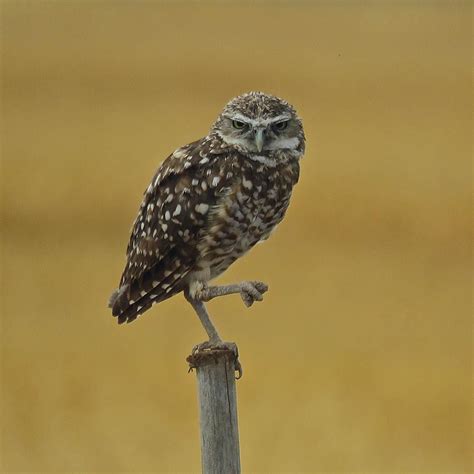 Burrowing Owl Salton Sea, CA Burrowing Owl, Salton Sea, Birds ...