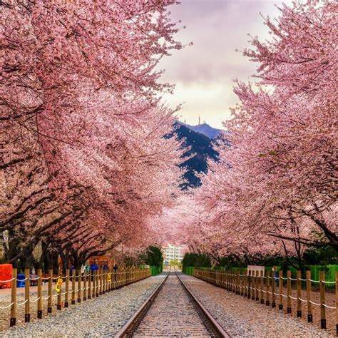 5 Tempat Terbaik untuk Melihat Sakura Selain di Jepang - Mister Aladin Travel Discoveries