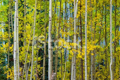 Aspen Forest In Fall Stock Photo | Royalty-Free | FreeImages