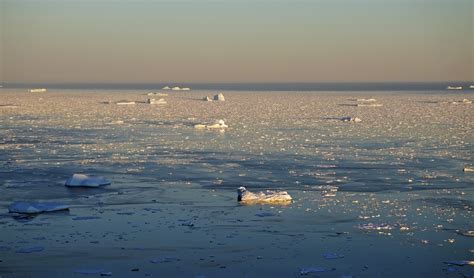 icebergs-in-greenland-2015