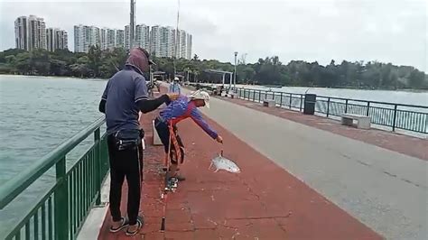 Bedok Jetty, good size queenfish - YouTube