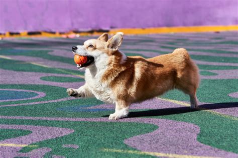 The 6 Best Corgi Rescues In Texas – Where To Adopt A Corgi