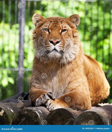 Liger stock image. Image of fierce, feline, claw, predator - 16953361