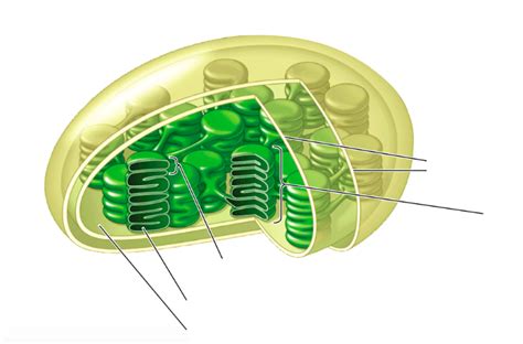 Draw A Well Labelled Diagram Of Chloroplast