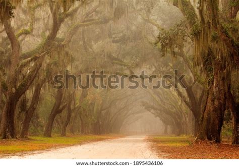 Isle Hope Georgia Photos and Images & Pictures | Shutterstock