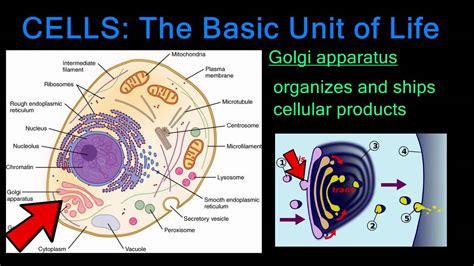 Cells: The Basic Unit of Life - YouTube