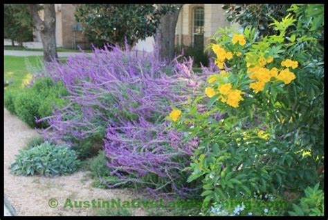 Drought Tolerant Flowers Texas