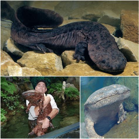 The Chinese giant salamander is the world's largest amphibian. Its average length is 1.2 metres ...