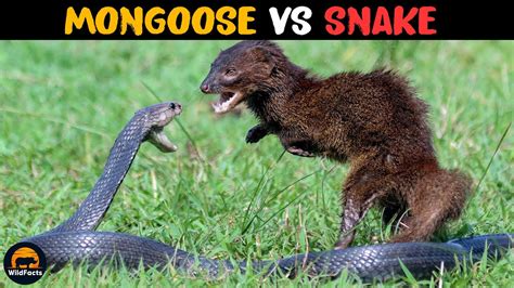 How did Mongooses Become Immune to Snake Venom? - YouTube