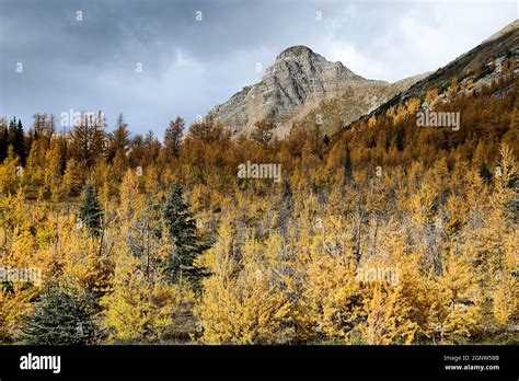 Larch trees (Larix decidua) below Fairview Mountain, Banff National ...