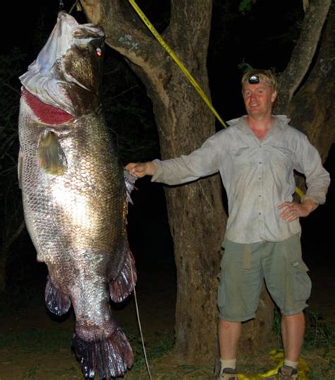 Largest Freshwater Fish – A Perch? – The Fresh Water Fishing Blog