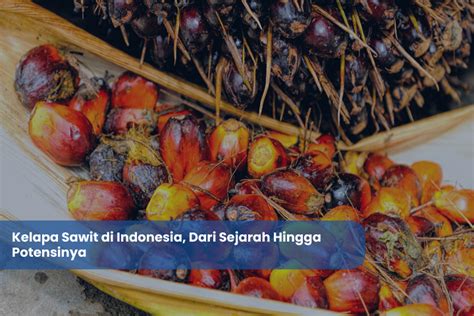 Kelapa Sawit di Indonesia, Dari Sejarah Hingga Potensinya | Arvis