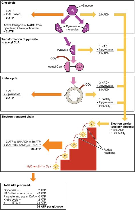 25+ bästa Electron transport chain idéerna på Pinterest | Ap biologi ...