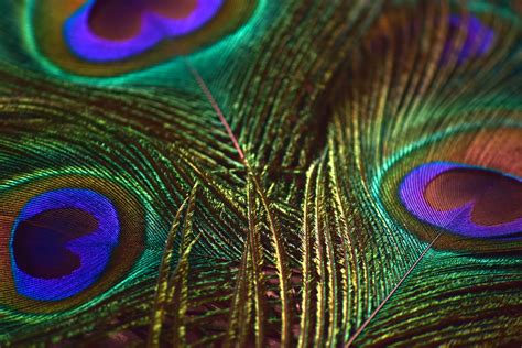 Peacock Feathers 8 Free Stock Photo - Public Domain Pictures