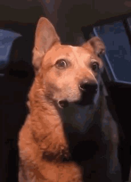 Side Eye Dog GIF - Side Eye Dog Worried - Discover & Share GIFs
