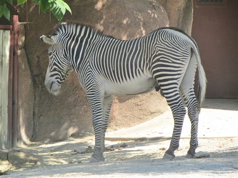 Heck Of A Bunch: St. Louis Zoo Animals