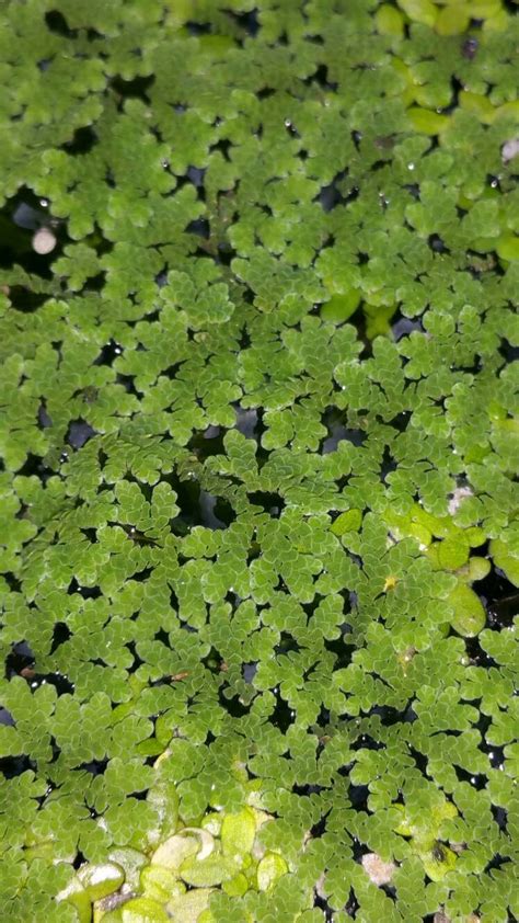 Live Aquarium Plants Mosquito Fern Azolla Caroliniana