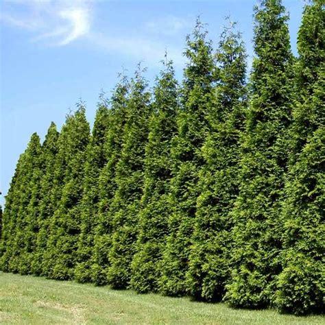 Thuja Green Giant | Thuja green giant, Fast growing trees, Growing tree