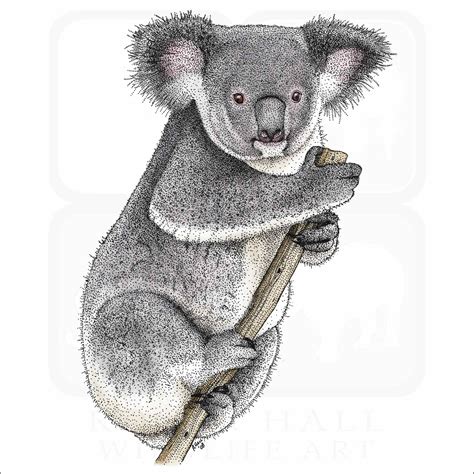 Cute Cartoon Koala Lazy Koalas With Eucalyptus Little Funny Rainforest Animals Australian Bear ...